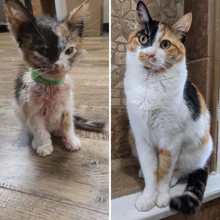 Cat rescue transformation